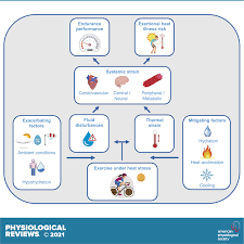 Exercise under heat stress: thermoregulation, hydration, performance  implications, and mitigation strategies | Physiological Reviews | American  Physiological Society