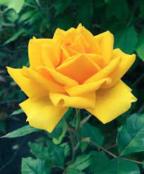 Cool Kind Beautiful Rose Flowers Amazing Flowers Most Beautiful Flowers