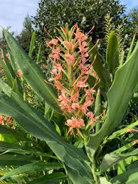 Image result for Hedychium