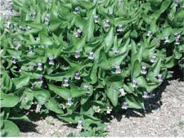 Clematis blooms are typically pink, purple, or white, and they will bloom at various times throughout the year. Clematis