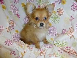 Why buy a papillon puppy for sale if you can adopt and save a life? Paperanian Papillon Pomeranian Mix Puppies Info Care Pictures