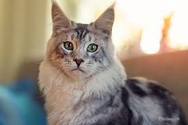 At first it looked like a small wound, but it's growing. Mast Cell Tumors In Cats