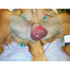 Image result for scrotum dog skin peeling