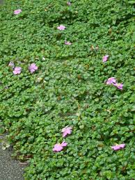 Image result for Dissotis