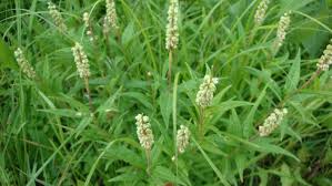 Image result for Polygala senensis