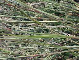 Image result for Aristida diminuta