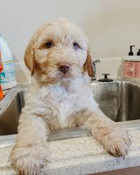 Labradoodle puppies for sale in lubbock, texas. Lake Country Labradoodles
