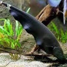 Tempat jual ikan hias di purwokerto murah terbaru 2017. Ikan Hias Aquascape Black Ghost Shopee Indonesia