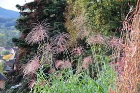 Das gras ist eine eindrucksvolle großstaude die als solitärpflanze im garten ihren platz finden sollte. Miscanthus X Giganteus Aksel Olsen Hoher Garten Chinaschilf