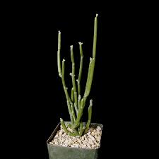 Image result for Cynanchum