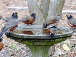 We did not find results for: Photo Gallery Annual Cycle Of The American Robin