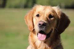 Breed focus: The loyal and loving golden retriever - Dogs for ...