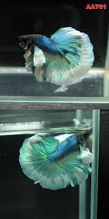 Item Fwbettashm1435749007 Dumbo Emerald Mustard Hm Male Aa701 Small Size Ends Wed Jul 1 2015 06 10 07 Am Cdt Betta Halfmoon Betta Betta Fish