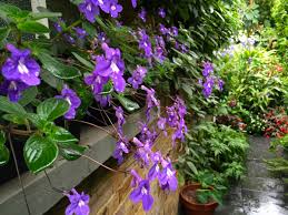 Image result for Streptocarpus saxorum