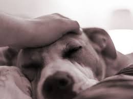 It gives the vet the best options for treatment. 10 Warning Signs Of Cancer In Dogs That Every Owner Should Know I Love My Dogs