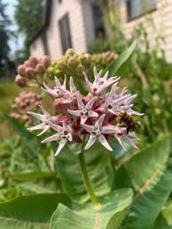 Image result for Asclepias graminifolia
