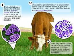 Image result for Anthrax