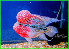 Maybe you would like to learn more about one of these? Ikan Hias Termahal Ikan Koi Ikan Arwana Ikan Louhan Dan Ikan Lainnya Ikan Air Tawar Ikan Koi