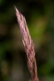 Image result for Leptocarydion vulpiastrum