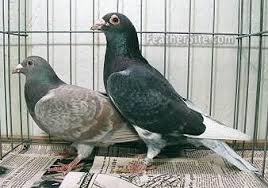American Trenton Pigeons Pigeon Pigeon Breeds Homing Pigeons