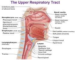 Functions of the digestive system. The Respiratory System