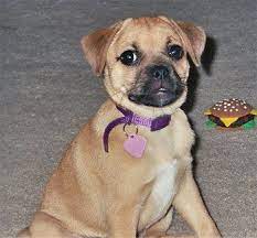 Jug Dog Jack Russell Terrier Pug Mix Info Temperament Pet Care Training Puppies Pictures Jug Dog Pug Mix Pugs