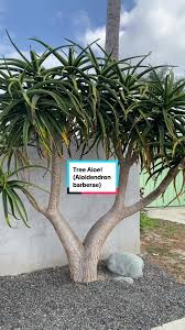 Image result for Aloidendron barberae