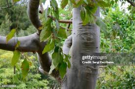Image result for Eucalyptus torelliana