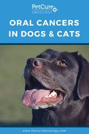 Often associated with the feline leukemia virus, the cornell feline health center notes that this is perhaps the most common cause of cat cancer overall. Pin On Petcure Oncology
