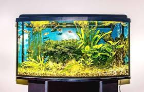 Aquarium Weights Compared To The Size With 13 Different Examples Embora Pets