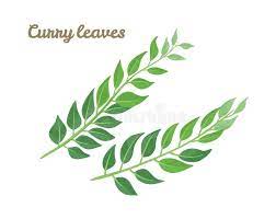 Curry Leaves Drawing Stock Illustrations 105 Curry Leaves Drawing Stock Illustrations Vectors Clipart Dreamstime Above is a charming vintage floral banner image! curry leaves drawing stock