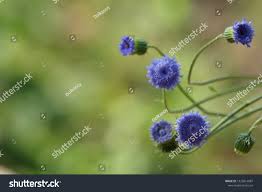 Image result for Crassocephalum rubens