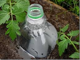Diy Drip Irrigation System Made From Plastic Bottles Drip Irrigation Diy Drip Irrigation Irrigation