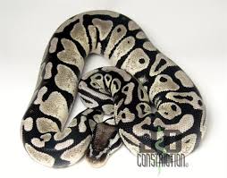 How much does a baby ball python cost? How Would You Get A Axanthic Killer Bee