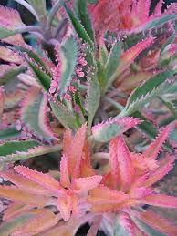 Kalanchoe Pink Butterflies Succulent Care Drought Tolerant When Established It Can Still Be Tipos De Plantas Suculentas Cultivo De Suculentas Plantas Crasas