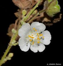 Image result for Wissadula