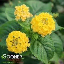 Image result for Lantana