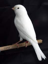 Pin On Aves Guay