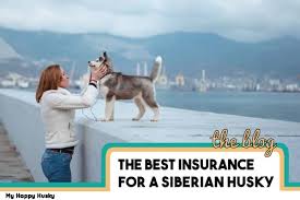 We did not find results for: Best Pet Insurance For A Siberian Husky Must Read Info My Happy Husky