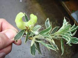 Pin On Tree Shrub Pests