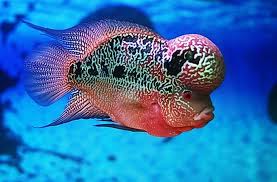 Metode ini wajib diterapkan sebagai cara memelihara ikan hias di akuarium bulat agar tetap hidup sehat. Daftar Makanan Ikan Louhan Biar Cepat Besar Dan Jenong