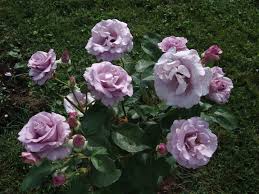 Blattläuse sind häufig an rosen zu finden. Der Rosengarten Schlossmuseum Rundale