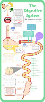 Learn About The Digestive System Science For Kids Teaching Biology Science Education Digestive System