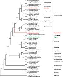 Image result for Striga linearifolia