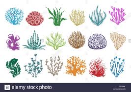 Also you can search for other artwork with our tools. Corals Seaweeds And Underwater Wildlife Plants Coloring Page Vector Illustration Stock Vector Image Art Alamy