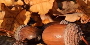 Le Gland Recolte Conservation Et Utilisation Des Glands Glands Chene Glands Bolet Orange