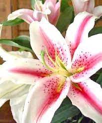Lily Grace Lily Stargazer Lily Lily Flower