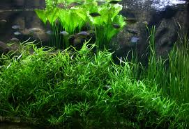 Image result for Hygrophila spiciformis