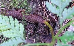 Image result for Davallia chaerophylloides