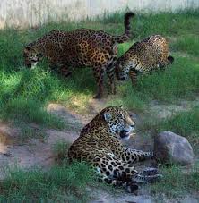 All people have access to information and the tools they need to protect and live in harmony with nature. Unique Facts About South Central America Jaguar